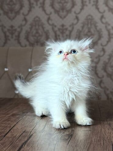 şotlan pişik: Şotland yastı qulaq, Erkək, Dişi, Yaxşı əllərə, Ünvandan götürmə, Pulsuz çatdırılma, Ödənişli çatdırılma — 81