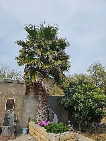 Sağlam və baxımlı Palma ağacı satılır - 4 metr gövdə (Vaşinqtoniya)