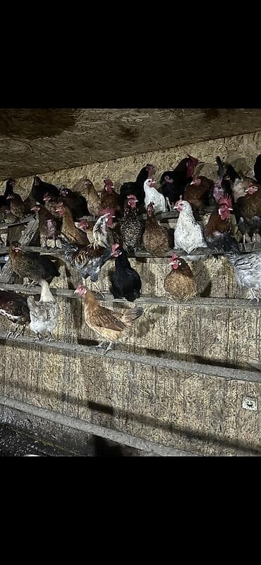 toyuq yolan aparat satilir: Salam. Məhsul: Azad otlaqda saxlanılan yerli toyuqlar və xoruzlar — 9