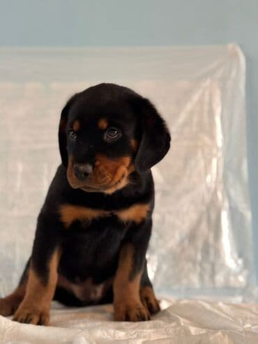 Rotveyler, 2 ay, Dişi, Peyvəndli