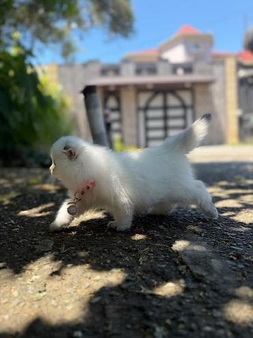 boz pişik: Ağ tüklü, uzun xallı balaca pişik bala - Cins: Pers tipli (yastı üz — 2
