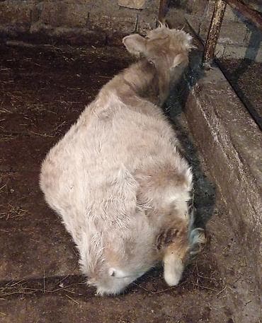 Gəmiricilər: 9 aylığ erkey danadı tamda sağkamdı kim isdəsə vatsapda yazsın — 3