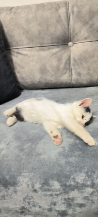 котята в баку бесплатно 2020: 2ayliq sağlam oynaq baladır qum tərbiyəsi var
Ünvan: şəki — 2