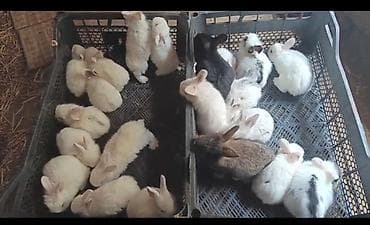 ev itləri satışı: Salam. Çoxlu yerli balalar olur. Qarişiq topdan verilir. 100 — 1
