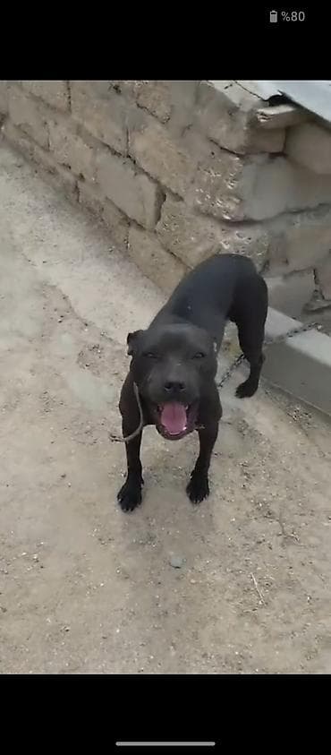 pitbul: Pitbul, Peyvəndli — 5