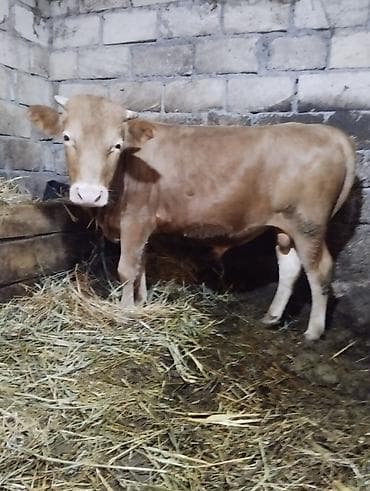 Satışda – 2 baş erkək dana və cins jesey duye 11ayliq qiymət ikisinə — 2