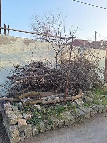 Шланги: Salam 1 qazel quru meyvə odunları satılır təndir ocağ istidafəsi üçün — 4