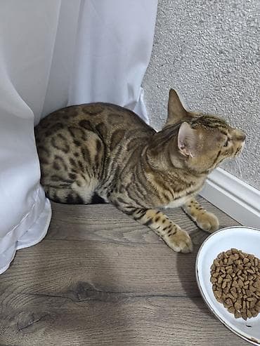 anqora pişik: Benqal — 1