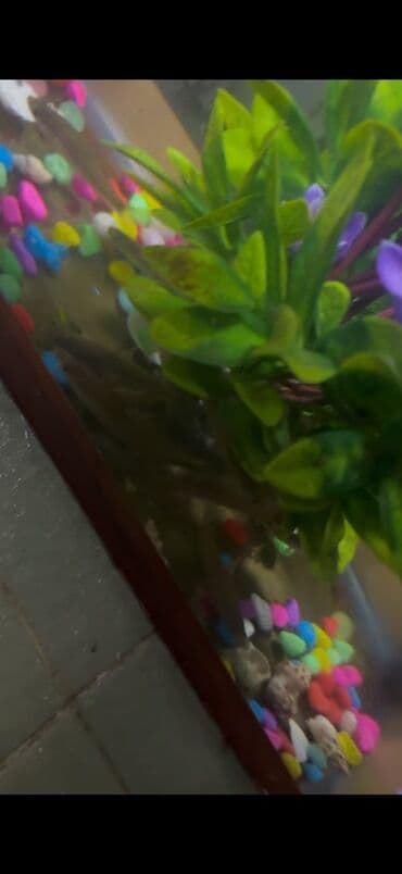 собачий рынок в баку: Мирные, Самовывоз — 2