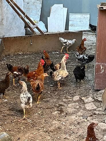 17 ədəd kənd çolpası sabirabaddan gəlmədi toyuğun öz balasıdı 6 beçə