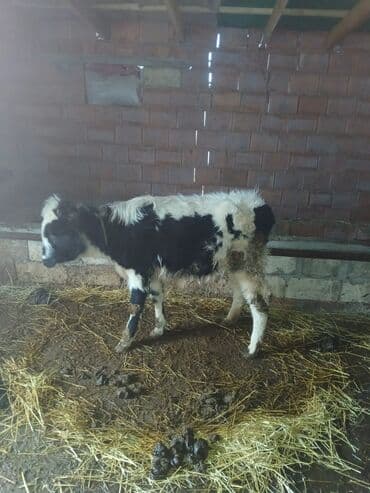 simental inek qiymeti: 5ci qardı 5 aylıq boğazdı balanı ayrıb sağlmır doğnda 7 8 letir südü — 2