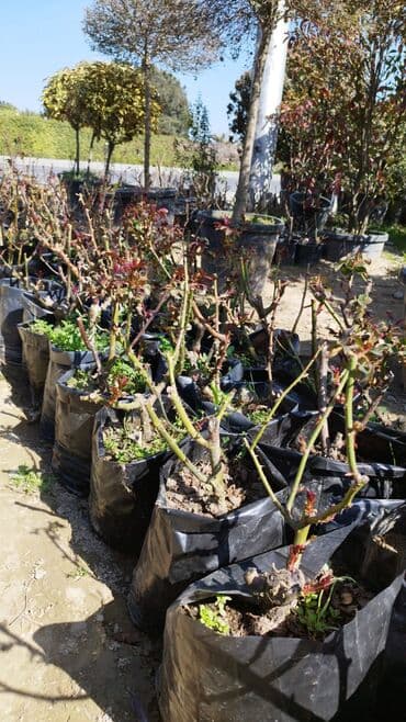 badam qiyməti: Xan cinar 3metir 4 metrlik 15 azin çox alsaz mzakire olunacaq — 12