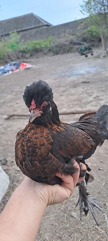 azerbaycanda it adlari: Toyuq, Damazlıq — 3