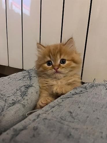 Pişiklər: Zəncəfil rəngli, uzun tüklü balaca pişik balası - Rəng: parlaq — 3