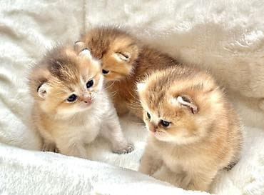 pişik pers: Gold Shinsilla (Baby Face) 30 gunluk Balalar Fikri ciddi olan narahat — 5