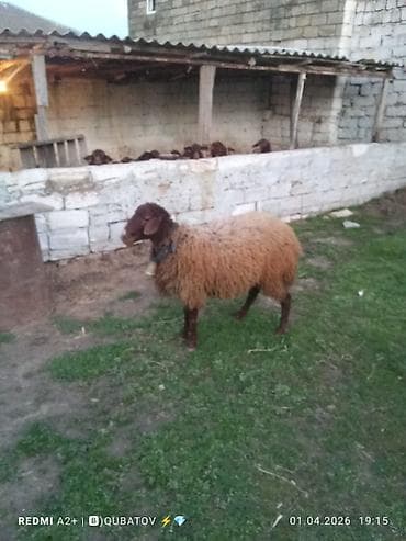 qoyunlar: Erkey toğulu satılır istəyən olsa yazsın video sun atım baxın real — 8