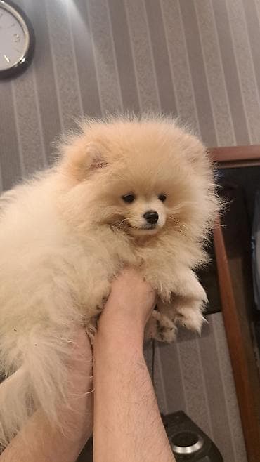 pomeranian spitz satilir: Şpitz — 1