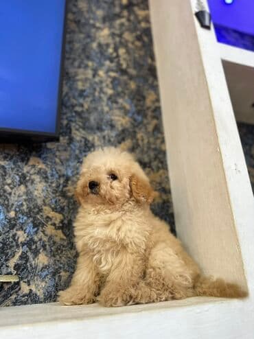 Pudel, 3 ay, Erkek, Sənədli, Pulsuz çatdırılma