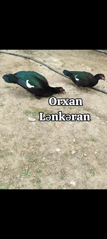 Salam, Təmiz Cins Amerikan sortu lal ördək balalarının və yumurta