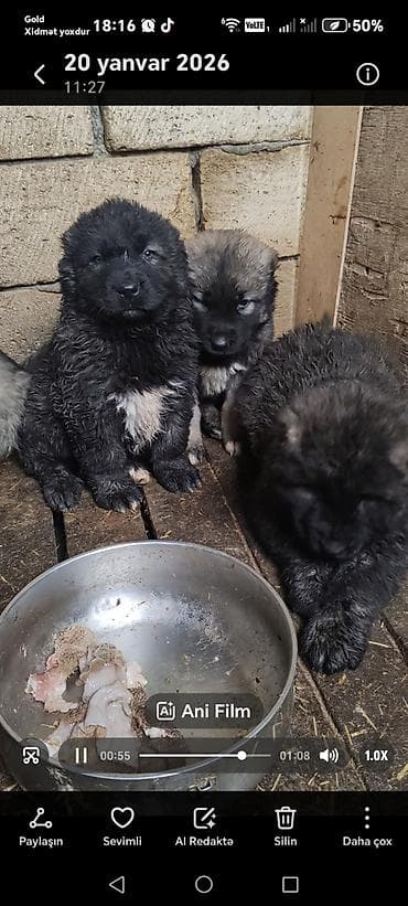 itlerin: Qafqaz çoban iti — 7