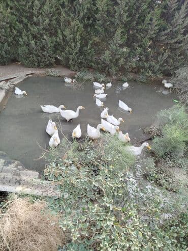 kənd colpası satışı: Ağ ördəklər kuban
4 aylıqdı yeyiləsidir.
25 ədəd var.satılır təcili — 2