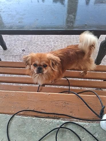 heyvanlar it: Pekines, 1 il, Peyvəndli — 1