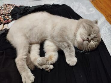 pişik satisi 2022: Şotland yastı qulaq, Yaxşı əllərə — 3