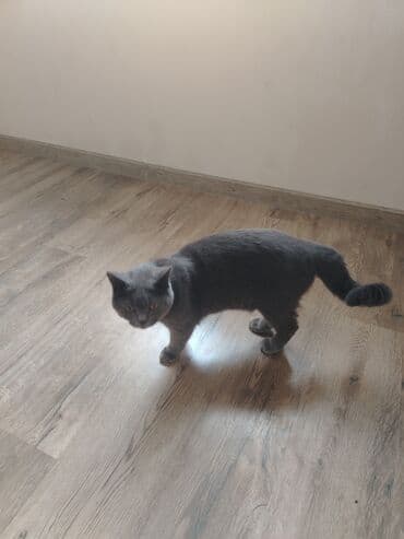 pişik cütləşdirmək: Şotland, Erkək, Cütləşmə üçün, Ünvandan götürmə — 6