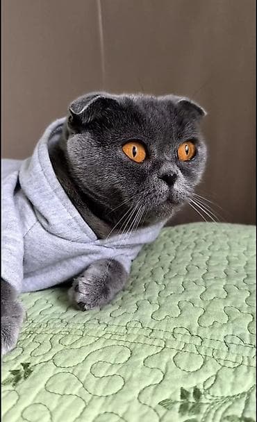 gəlincik heyvan: Pişiklər üçün kapüşonlu sviter - Model: klassik, kapüşonlu, qısa qol — 3