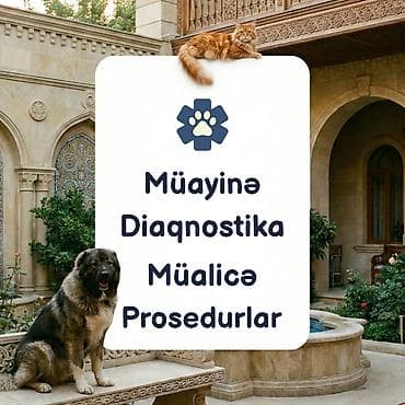 Автоуслуги: Səyyar Baytar Xidmətmətləri — 👨🏻‍⚕️ Peşəkar və təcrübəli baytar — 2