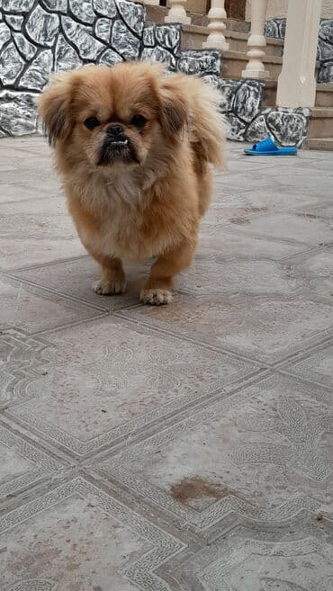 it haski: Pekines, 11 ay, Peyvəndli — 4