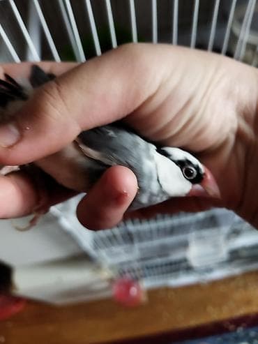 Salam təcili satilir pul lazmid deye cut 1 dəfə yumurtalayiblar alanda — 5