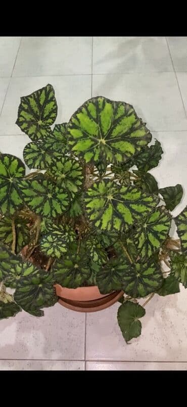 beqoniya bitkisi: Bu begoniya bitkisi iri, yaşıl və qara naxışlı yarpaqları ilə — 5