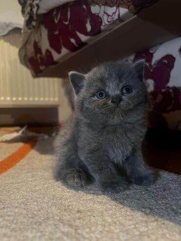 sotland pisiyi qiymeti: Şinşilla — 4