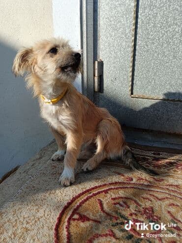 ucuz bala pişiklər: Havalar soyuyur. Normal şərait olmadığına görə imkanlı və vicdanlı — 3