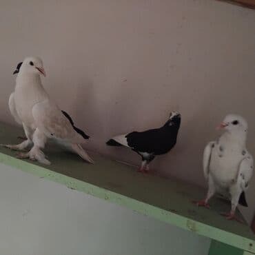 heyvanlara verilen adlar: 13 hoyercin ve 5 eded baladir cemi 18 goyercindir balalar ozlerinindir — 4