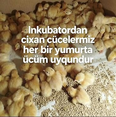Taç aftomatik inkubaror her yumurta ücündur azerbaycanin her yerine — 2