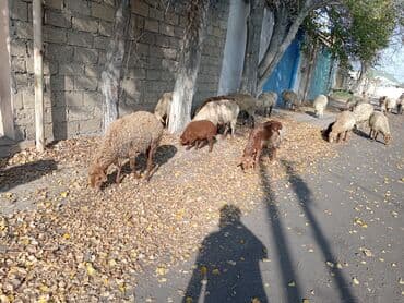 qoyun yanıbala: Dişi, Qala, il: 1, 50 kq, Damazlıq, Ünvandan götürmə — 3