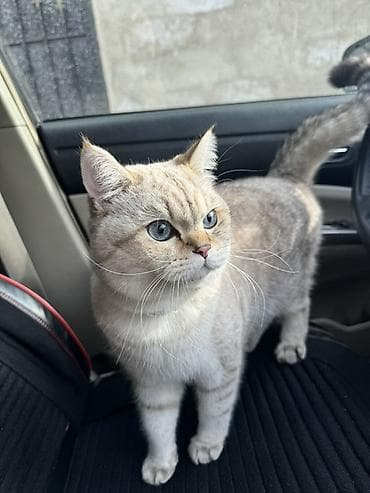 keçiler: Britan, Erkək, Yaxşı əllərə, Ünvandan götürmə, Ödənişli çatdırılma — 9