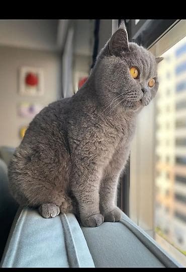 shotland pişik: Britan — 1