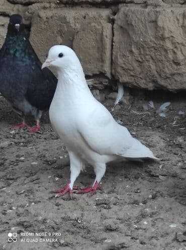 ucuz goyərcin: Qiymət birinə aiddir . quşlar haqqında ətraflı məlumat üçün whatcab — 2