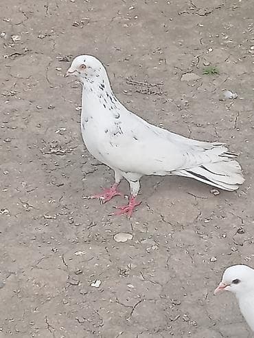 goyercinler satisi: Salam gördüyünüz əbreş Erkey satlir.unvan Terter gödermek olur — 2