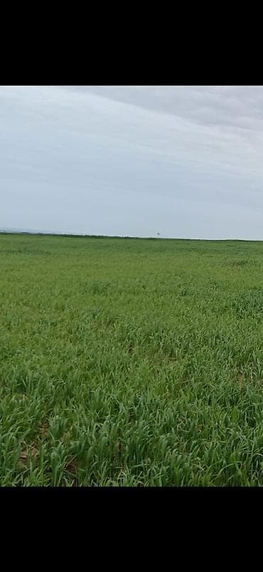 аренда земельных участков сельскохозяйственного назначения: 282 соток, Для сельского хозяйства, Собственник, Купчая — 2