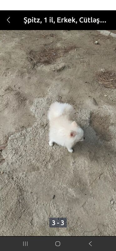 3D panellər: Şpitz, 10 ay, Erkek — 3