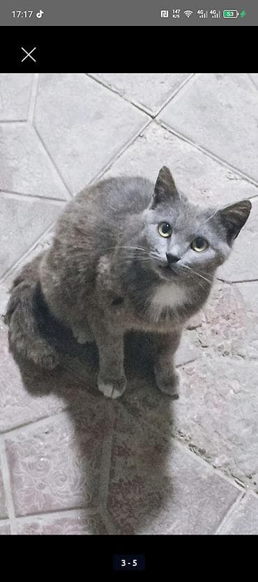 hamster satis: Şotland, Dişi, Ödənişli çatdırılma — 3