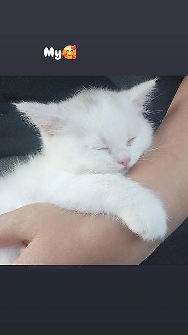 🚨 TƏCİLİ SATILIR! 🐱🤍 Britan cinsli ağ pişik erkək balası satılır. 📅 lalafo.az -da 🚨 TƏCİLİ SATILIR! 🐱🤍 Britan cinsli ağ pişik erkək balası satılır. 📅