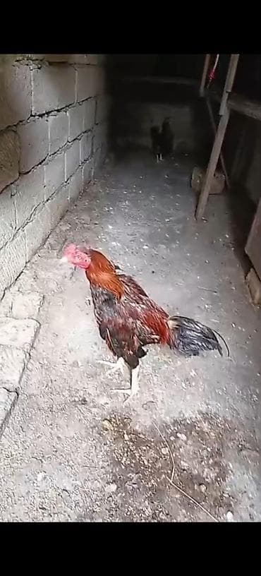 Yaş yarımlıq heyvandi vidyosuda var ciddi alıcılara endirim eliyerem lalafo.az -da Yaş yarımlıq heyvandi vidyosuda var ciddi alıcılara endirim eliyerem