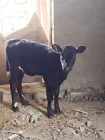 halep kecisi satilir: Dana, buzov, Dişi, Simental, ay: 3, Damazlıq, Ünvandan götürmə — 3