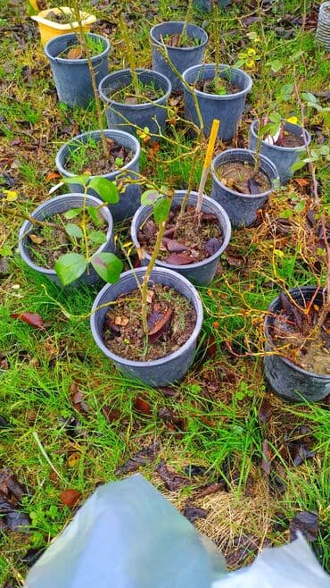 cehizlik sufreler instagram: Flammentanz sarmaşıq qızılgül sortu - Növ: Sarmaşıq (climbing) — 4