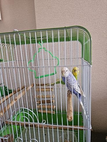 hamster evi: Budaqlar və aksesuarlarla tam avadanlıqlı quş qəfəsi - Ölçü: orta — 2